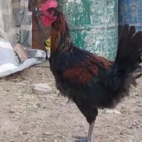 جوجه خروس و باری محلی|حیوانات مزرعه|شیراز, شهرک مهدیه|دیوار