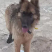 فروش سگ دو بر من درج یک