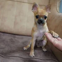 شیواوا نر جفتگیری