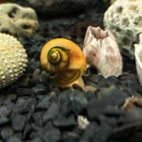 حلزون آکواریوم