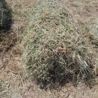 یونجه امسالی