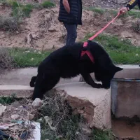 واگذاری یک قلاده سگ ژرمن بلک