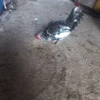 خروس گلین دارم فروشی|حیوانات مزرعه|جوانرود, |دیوار