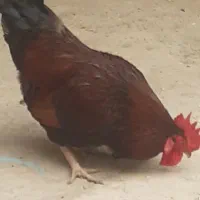 فروش خروس