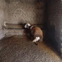قوچ پلنگی با میش بره دار