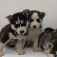 هاسکی نر و ماده