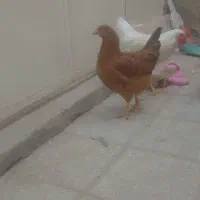 مرغ و خروس