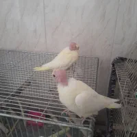 تعدادی عروس هلندی|پرنده|اصفهان, شاهد|دیوار