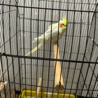 طوطی عروس بالغ