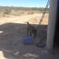 وگذار توله افغان نژاد خالص|سگ|جنگل, |دیوار