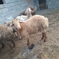 فروش بره نر ۲۲عدد