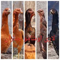 تخم مرغ نطفه دار  خروس اشامو و مرغ لاری|حیوانات مزرعه|چناران, |دیوار