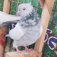 کفتر ماده سینه سربندی 3عدد|پرنده|شیراز, نیستان|دیوار