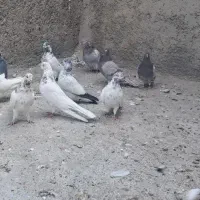 کبوتر پرشی گرو بندی ساعت بالا|پرنده|فلاورجان, |دیوار