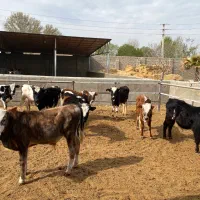 گیلدورگ لاغر|حیوانات مزرعه|جوادآباد, |دیوار