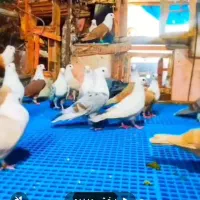 کفتر کلاغ کربلایی کاکلی وکل کله سفیددرانواع رنگها