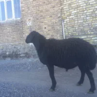 ۹۵کیلو|حیوانات مزرعه|دلیجان, |دیوار