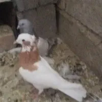 کفتر|پرنده|شیراز, گویم|دیوار