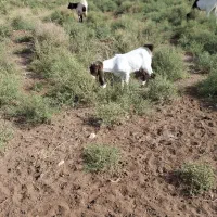 5 رآس بزغاله سانن و پاکستانی