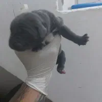 فروش ده قلاده سگ کنگرسو دو تا بالغ ۸ تا توله