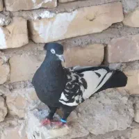 حدود ۱۵ تا ۲۰ تا کفتر همه روهم