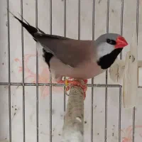 فنچ.کراواتی
