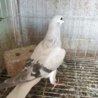 جوجه زات دار درشت