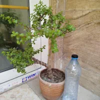 بنسای خرفه جید|گل و گیاه طبیعی|تهران, نیلوفر|دیوار