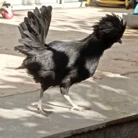 مرغ نژاد دار برهما لهستانی آمروک|حیوانات مزرعه|گلبهار, شهر جدید گلبهار|دیوار