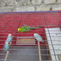 اهواز|پرنده|اهواز, شهرک نفت|دیوار