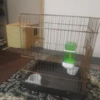 قفس عروس هلندی