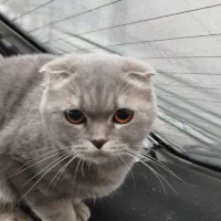 گربه اسکاتیش و بریتیش جفت باهم