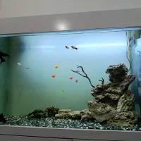 آکواریوم یک متری با کمد و کل وسایل