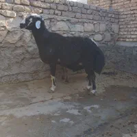 یک راس قوچ|حیوانات مزرعه|طرهان, |دیوار