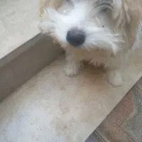 سلام بازیگوش وباهوش|سگ|یزد, |دیوار