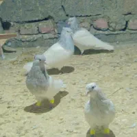 کله الماسی اسطوره