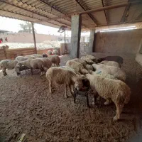 گوسفند برای فروش