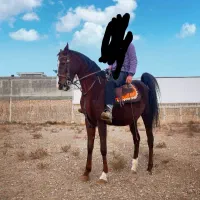 مادیان اسب کره آرش سین