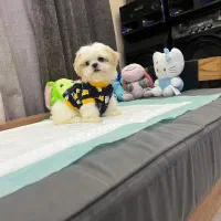 پامر فینگیلی پودل فرفری و شیتزو پنبه ای|سگ|فردیس, فردیس|دیوار