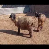 قوچ و بره قوچ|حیوانات مزرعه|شیراز, داریون|دیوار