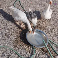 غاز نر و ماده تخم گذار همراه بچه غاز|حیوانات مزرعه|یزد, |دیوار