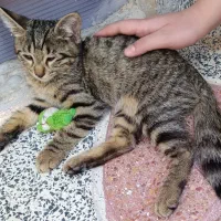 واگذاری دو بچه گربه ۸ماهه|گربه|اصفهان, عمان سامانی|دیوار