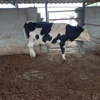 ۲راس گاوشکم اول گوساله دار|حیوانات مزرعه|بندر ترکمن, |دیوار