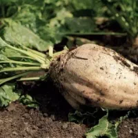 چغندر فروشی تیغاب