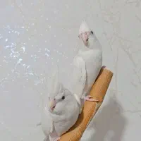 دو جفت عروس هلندی مولد