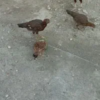 سلام  یک خروس و ۵عددمرغ لاری اصل