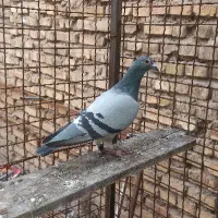 کبوتر پلاکی اسطوره صادق سبطی