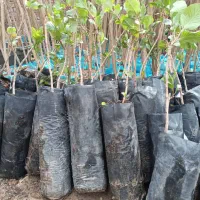 ارقام پسته ،گردو، بادام ،صنوبر نیگرای ترکیه کبوده