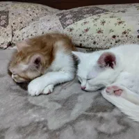 واگذاری‌گربه‌