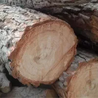 خرید و فروش چوب